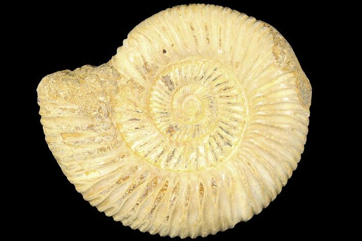 Polished Jurassic Ammonite (Perisphinctes) - Madagascar #185311